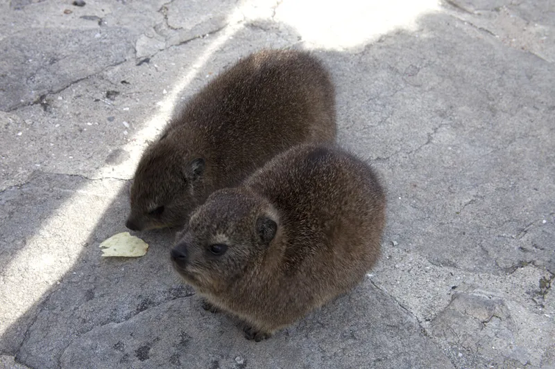 Foto