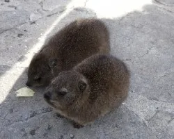 Heterohyrax brucei