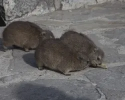 Heterohyrax brucei