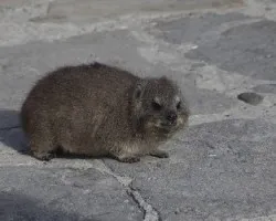 Heterohyrax brucei