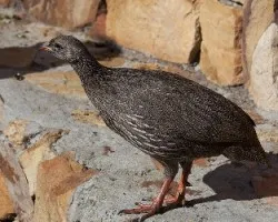 Francolinus rufopictus