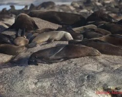 Arctocephalus pusillus pusillus