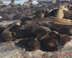 Arctocephalus pusillus pusillus