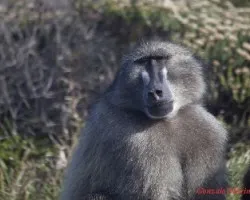 Papio hamadryas
