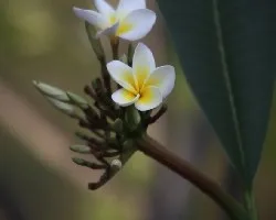 Plumeria alba