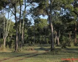 Bosque