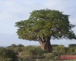 Baobab