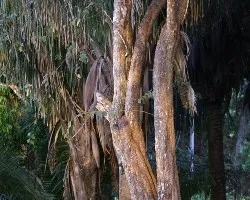 Ramas