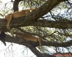 Panthera leo