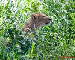 Panthera leo