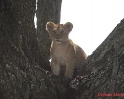 Panthera leo