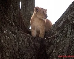 Panthera leo