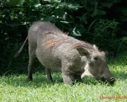 Phacochoerus aethiopicus