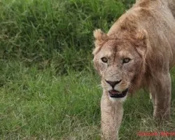 Panthera leo