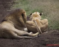 Panthera leo