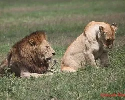 Panthera leo
