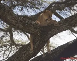 Panthera leo