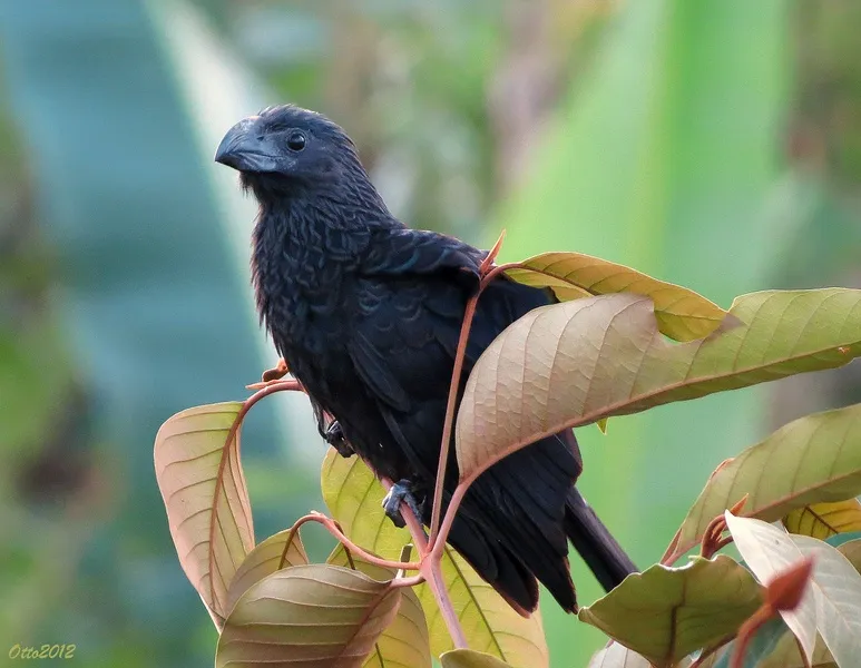 PN La Cangreja, Puriscal