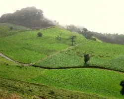 Campos Volcánicos
