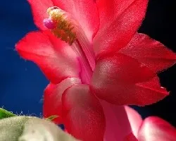 Schlumbergera truncata = Zygocactus truncatus