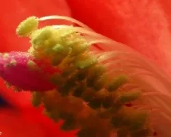 Schlumbergera truncata = Zygocactus truncatus
