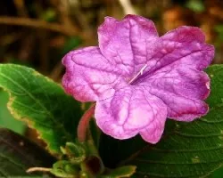 Ruellia matagalpae 