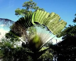 Ravenala madagascariensis