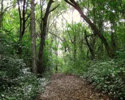Camino a la Costa