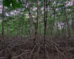 Ecosistema entre Mareas 2