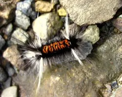 Pelitos de Fuego