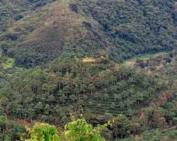 Café y Montaña
