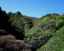 Bosque de Colores