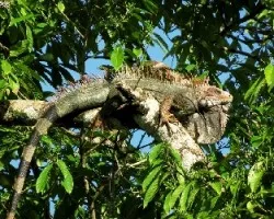 Iguana al Sol
