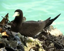 Sula leucogaster