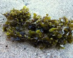 Sargassum muticum