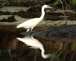 Egretta caerulea
