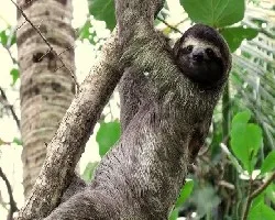 Bradypus variegatus