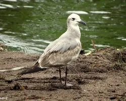  Larus atricilla
