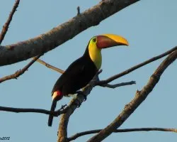 Ramphastos swainsonii