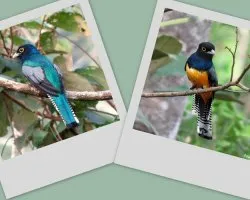Trogon violaceus