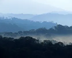 Transpiración Boscosa