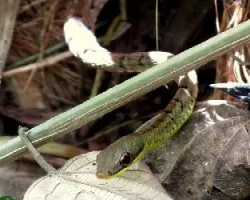 Mirada Sigilosa