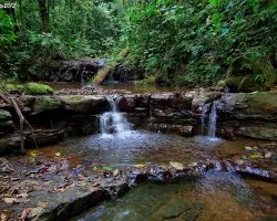 Pozas en el Bosque
