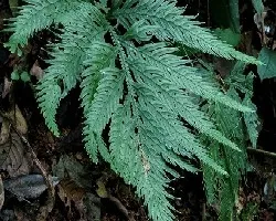 Selaginella sp