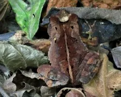Sapo Camuflado