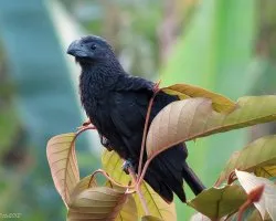 Crotophaga sulcirostris
