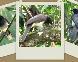 Cyanocorax morio