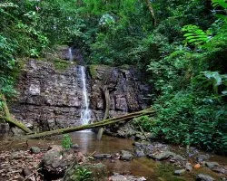 Un Encanto en el Bosque