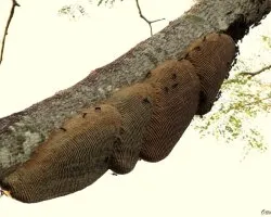 Una Guitarra que Pica