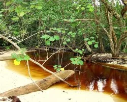 El Perezoso : Un Río de Color